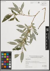 Foto von Salix triandra L.